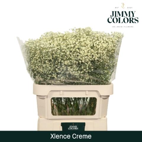 Gypsophila overig kleurbehandeld H%
