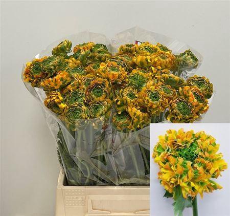 Ranunculus asiaticus Pon-Pon Merlino