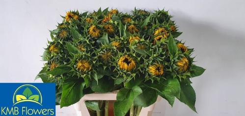 Helianthus annuus 'Sunrich Orange'