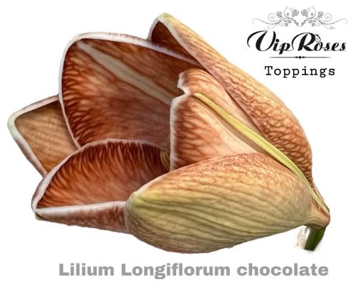 Lilium Oriental Grp kleurbehandeld H%