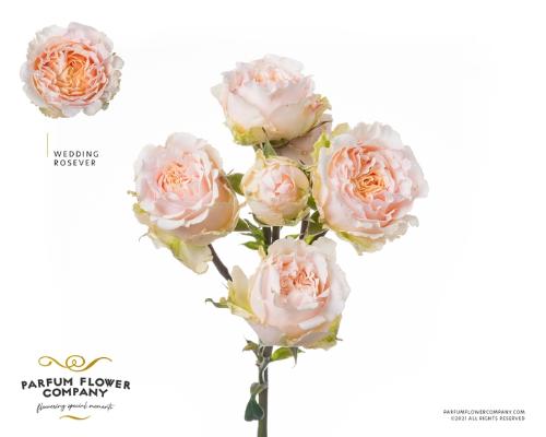 Rosa tros overig