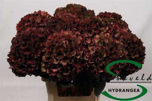 Hydrangea macrophylla Magical Rubyred (classic)