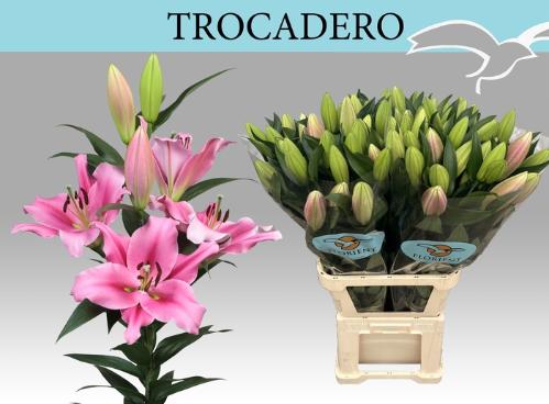 Lilium (OT-hybrids Grp) 'Trocadero'