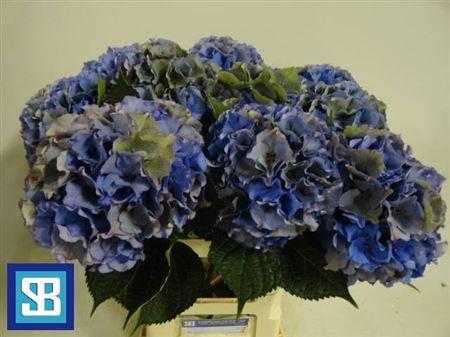Hydrangea macrophylla Royal Palace (classic)