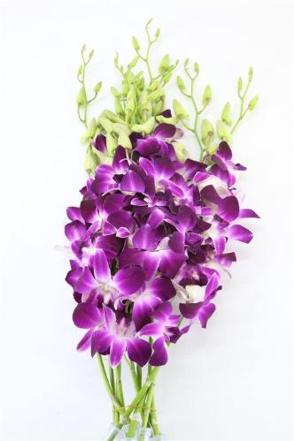 Dendrobium overig
