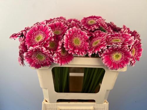 Gerbera mini Wonderwall