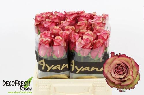 Rosa grootbloemig Vintage