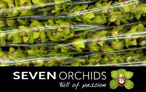 Cymbidium grootbloemig per tak 'Green Art'