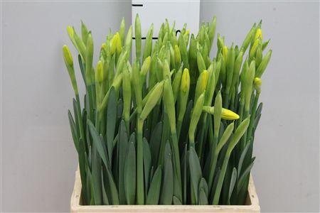 Narcissus Grootkronige Grp met blad 'Gigantic Star'