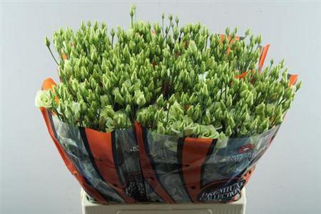 Eustoma russellianum gevuldbloemig 'Rosita Green'