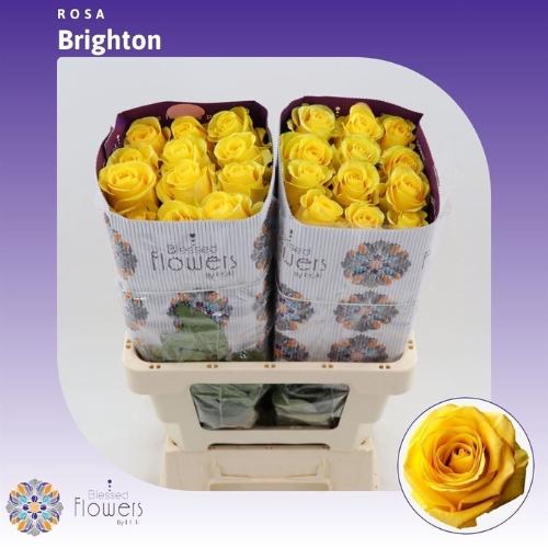 Rosa grootbloemig Brighton