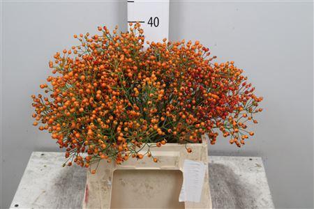 Rosa Prinsberry Orange