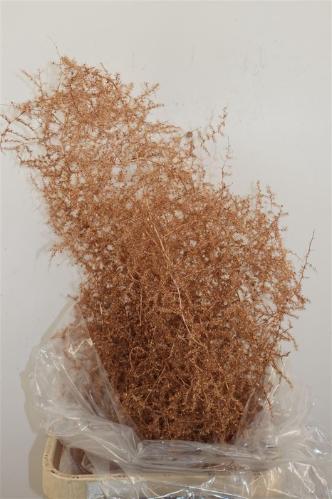 Asparagus overig kleurbehandeld H%