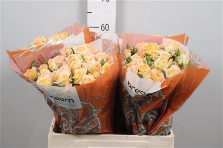 Rosa tros Sweet Chablis