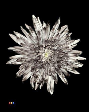 Chrysanthemum (Indicum Grp) geplozen Topspin kleurbehandeld H%
