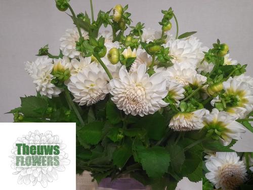 Dahlia Ball Grp 'Boom Boom White'