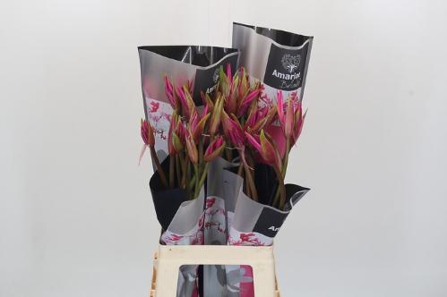 x Amarine Belladiva Donker Roze