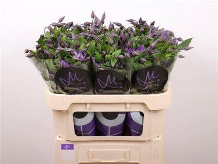 Clematis Amazing Sofia