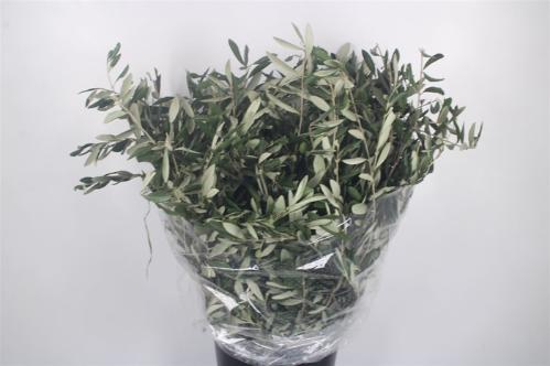 Olea europaea per bos