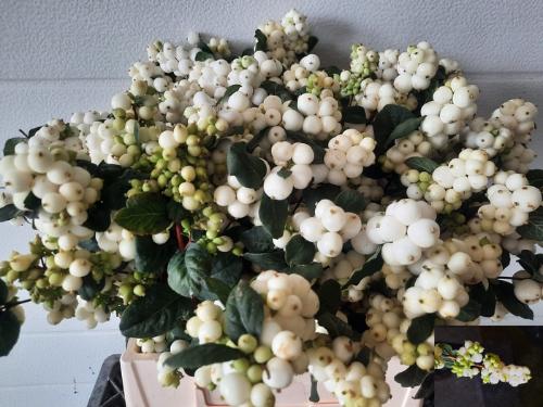 Symphoricarpos Magical Avalanche