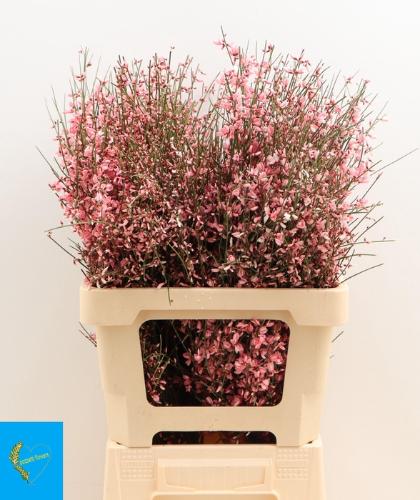 Genista kleurbehandeld H%