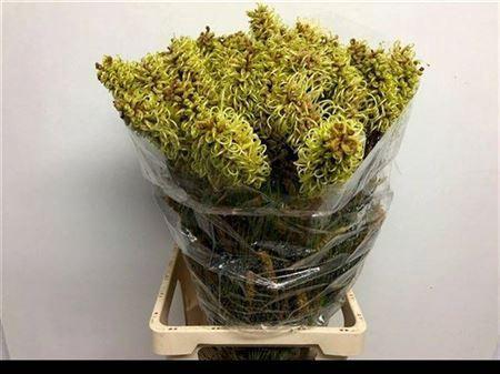 Grevillea 'Spiderman'