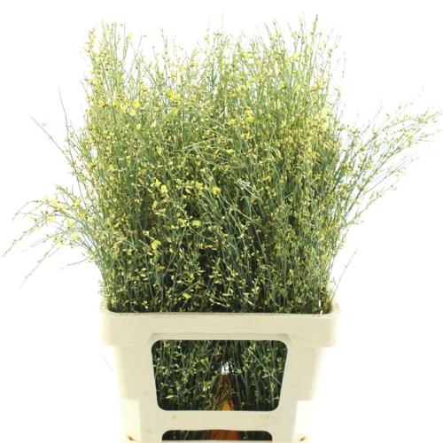 Genista kleurbehandeld H%