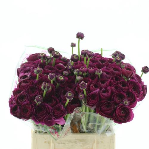 Ranunculus asiaticus Success Renoir