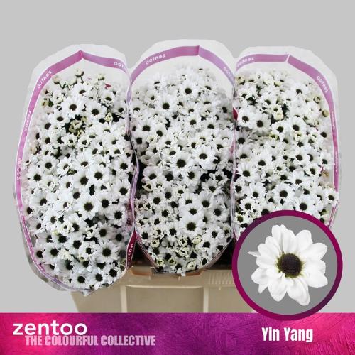 Chrysanthemum Indicum Grp tros santini Yin Yang