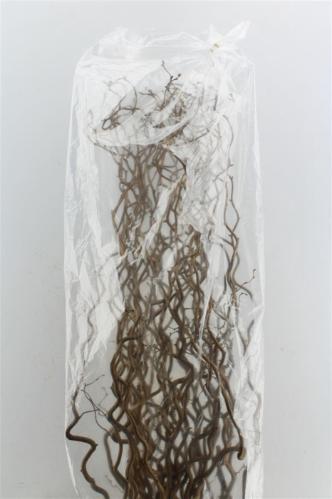 Corylus avellana 'Contorta'