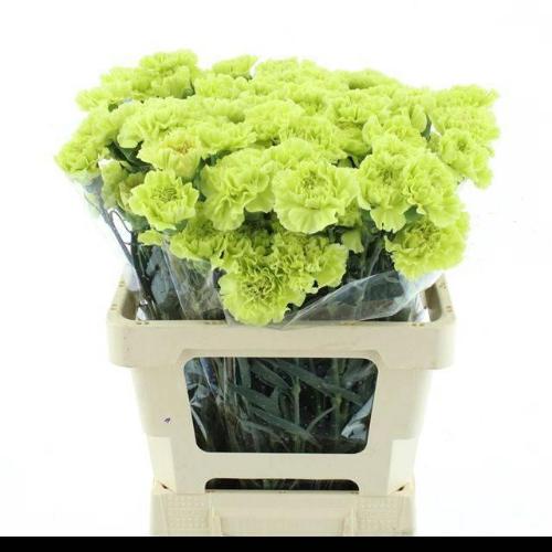 Dianthus standaard Celtic Green