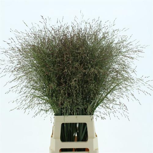 Panicum virgatum 'Warrior'