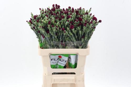 Dianthus tros overig