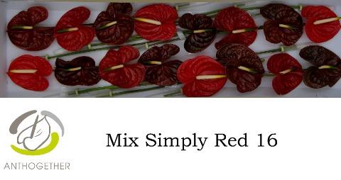 Anthurium Andreanum Grp gemengd