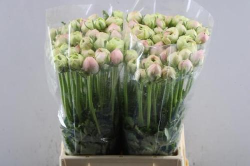 Ranunculus asiaticus Success Grand Pastel
