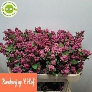 Symphoricarpos (Pink Berry Grp) Magical Ruby Giant