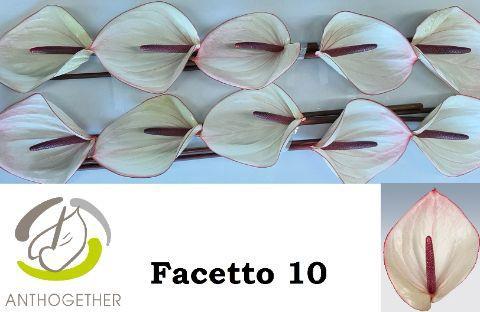 Anthurium Andreanum Grp Facetto