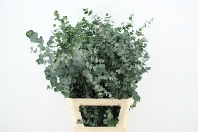 Eucalyptus gunnii Azura