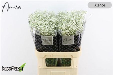 Gypsophila paniculata Xlence