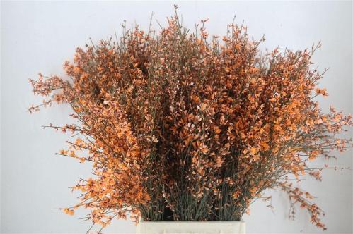 Genista kleurbehandeld H%