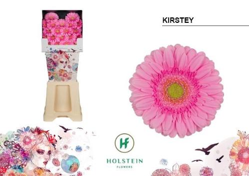 Gerbera mini Kirstey