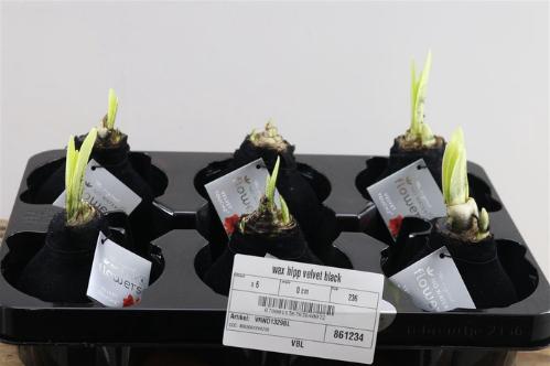 Hippeastrum bol gewaxt H%