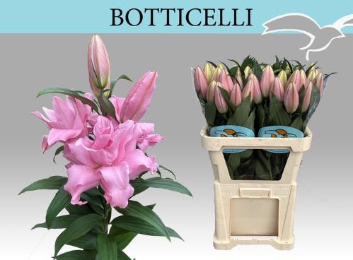 Lilium (Oriental Grp) dubbel overig