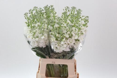 Matthiola incana Anytime White