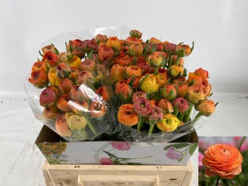 Ranunculus asiaticus 'Amandine Peach'