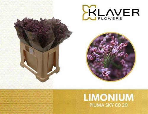 Limonium Safora Pink Sky
