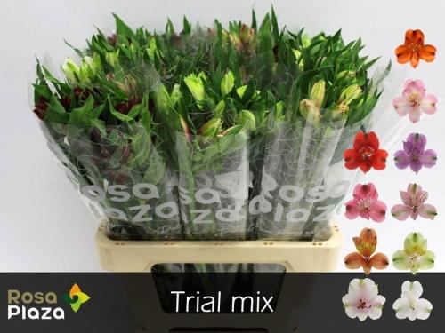 Alstoemeria gemengd in fust