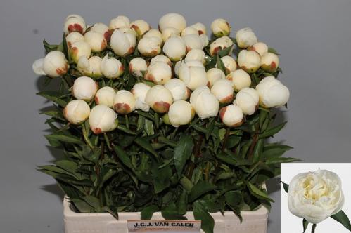 Paeonia Lactiflora Grp 'Duchesse de Nemours'
