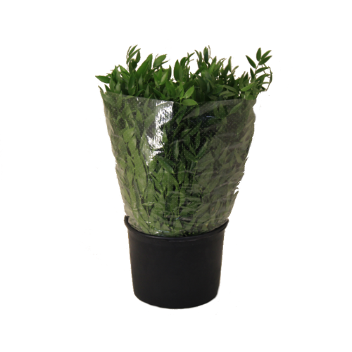 Ruscus aculeatus (klein blad)