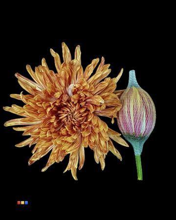 Chrysanthemum (Indicum Grp) geplozen Antonov kleurbehandeld H%
